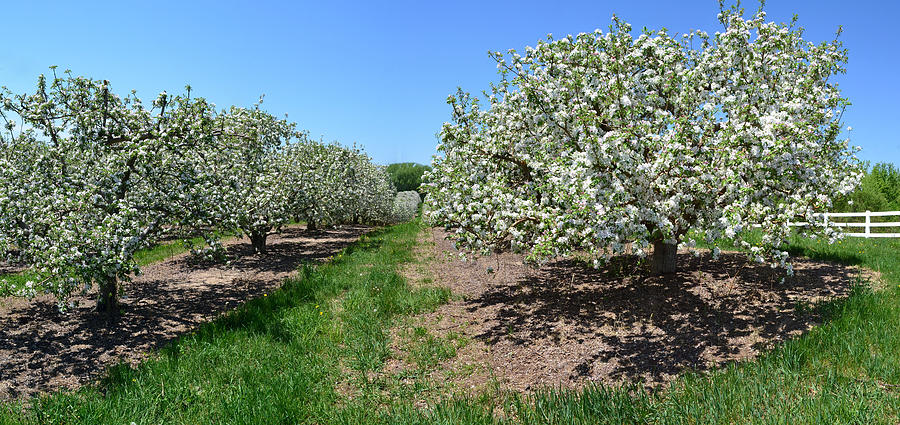 Apple Blossoms Photograph by Michelle Calkins