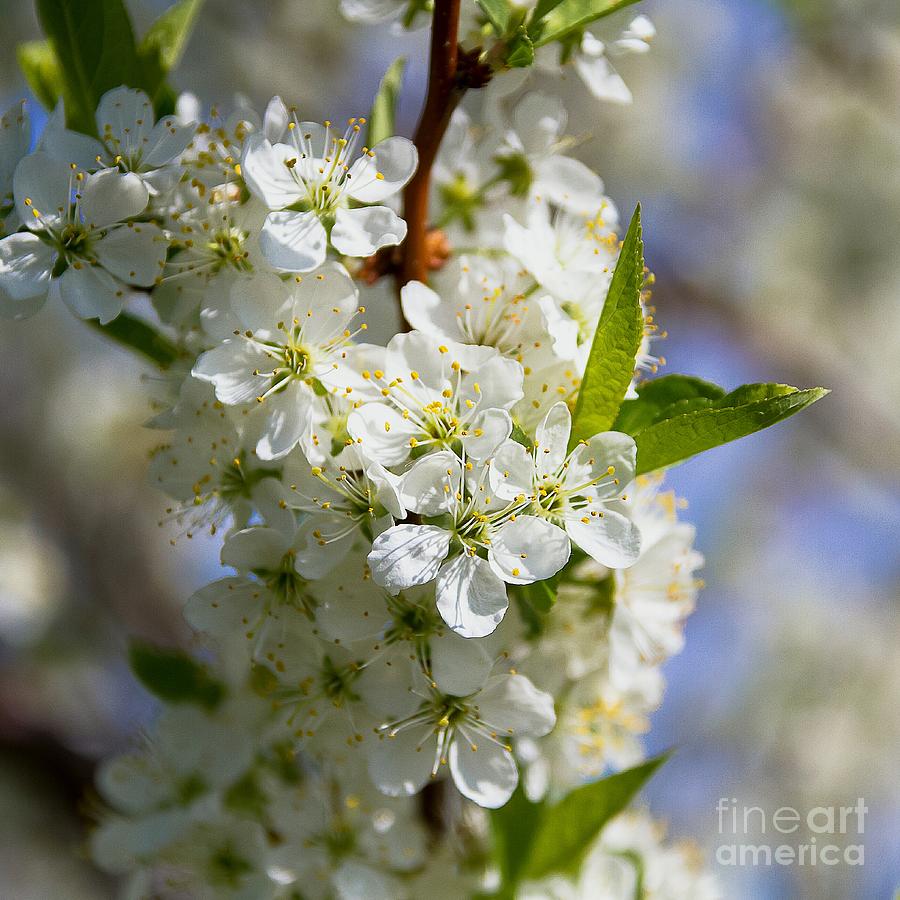 Apple Blossoms Photograph