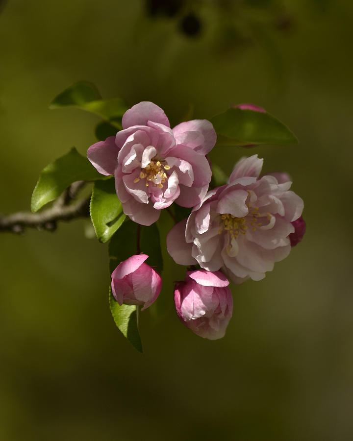 Apple Blossoms on Green Photograph by Ann Bridges