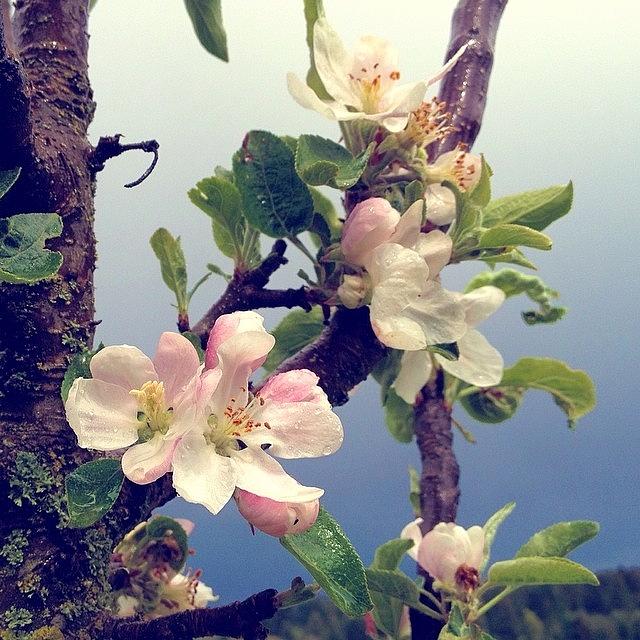 Pdx Photograph - Apple Blossoms Right Outside My Studio by Blenda Studio Pdx Photograph - Apple Blossoms Right Outside My Studio by Blenda Studio