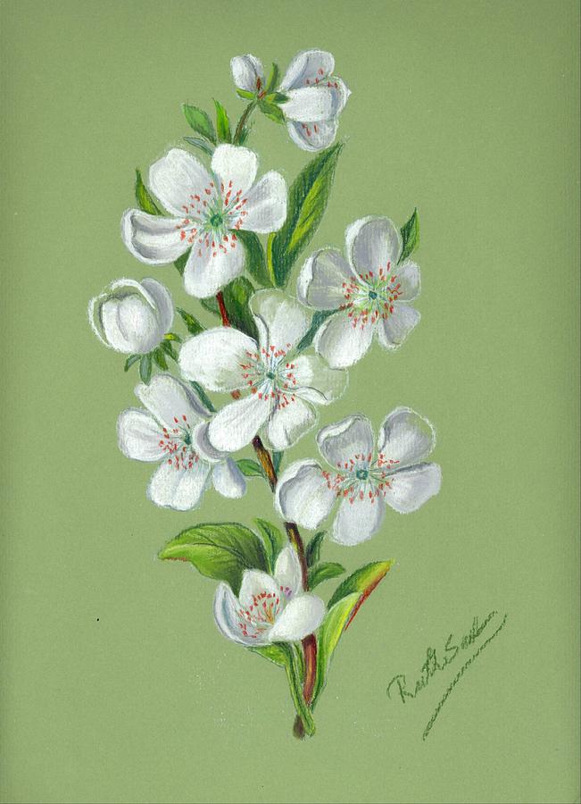 Apple Blossoms Drawing by Ruth Seal