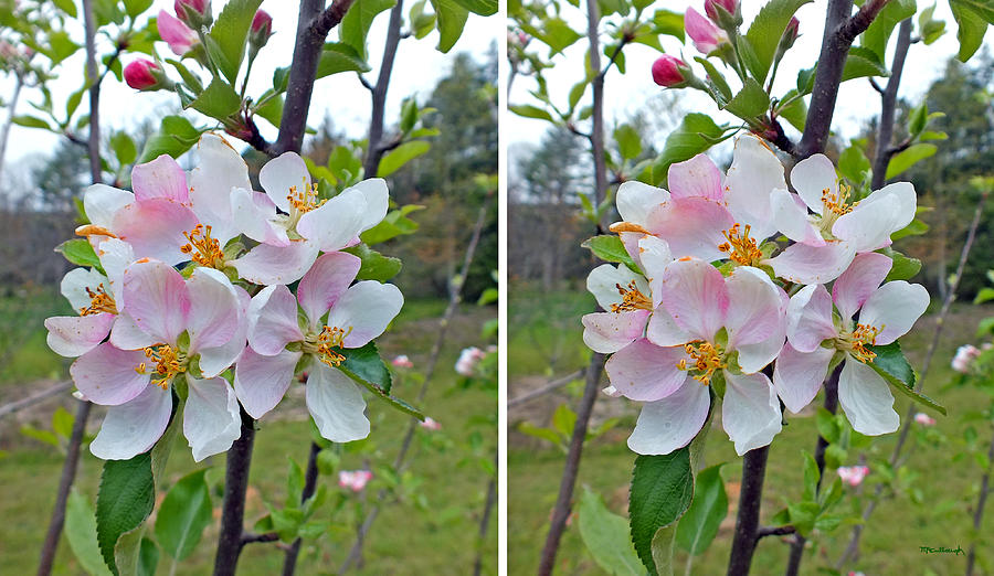 Apple Blossoms Upclose in Stereo Photograph by Duane McCullough