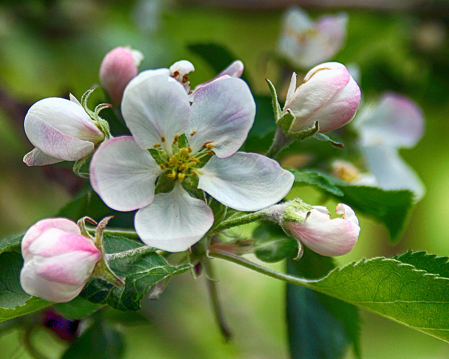 Apple Blossom and Buds Photograph by William Selander