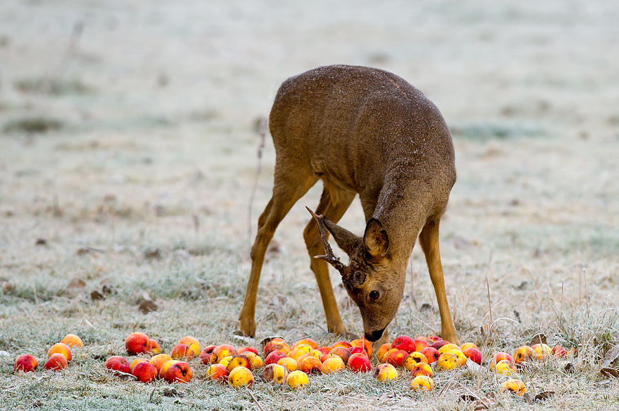 Apple Buck Photograph by Torbjorn Swenelius