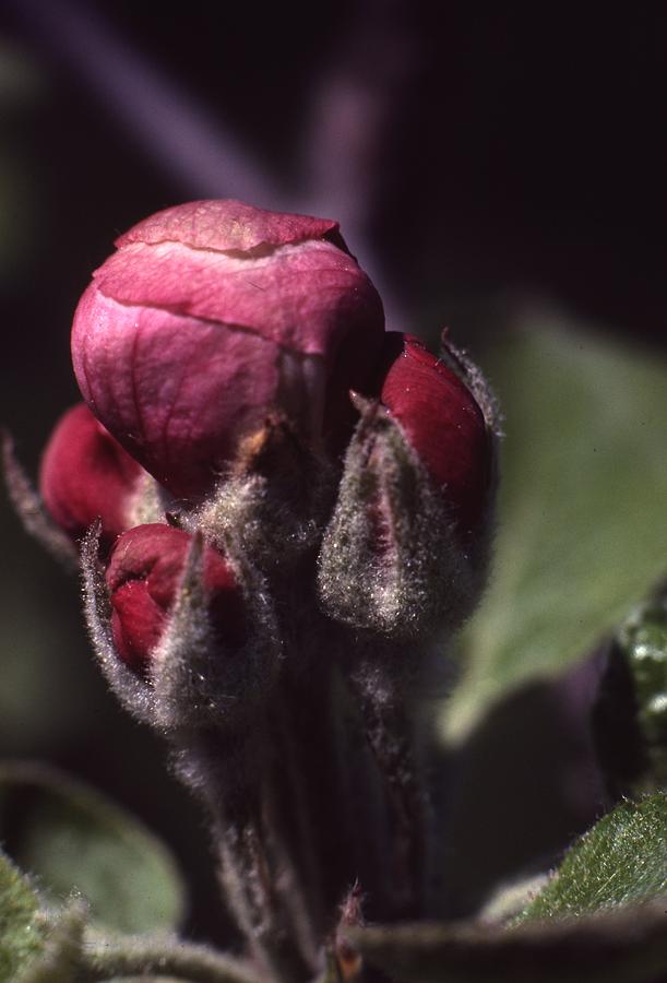Apple Bud Flower Photograph by Retro Images Archive