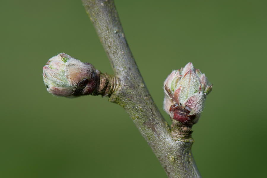 Apple Buds Swelling In Spring Photograph by Nigel Cattlin