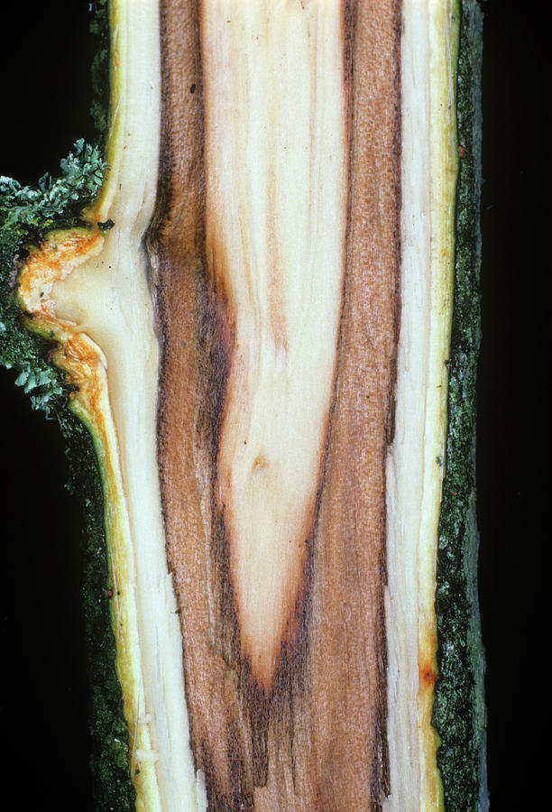 Apple Canker Photograph by Dr Jeremy Burgess/science Photo Library