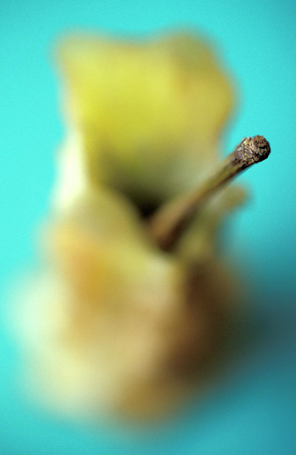 Apple Core Photograph by Chris Martin-bahr/science Photo Library