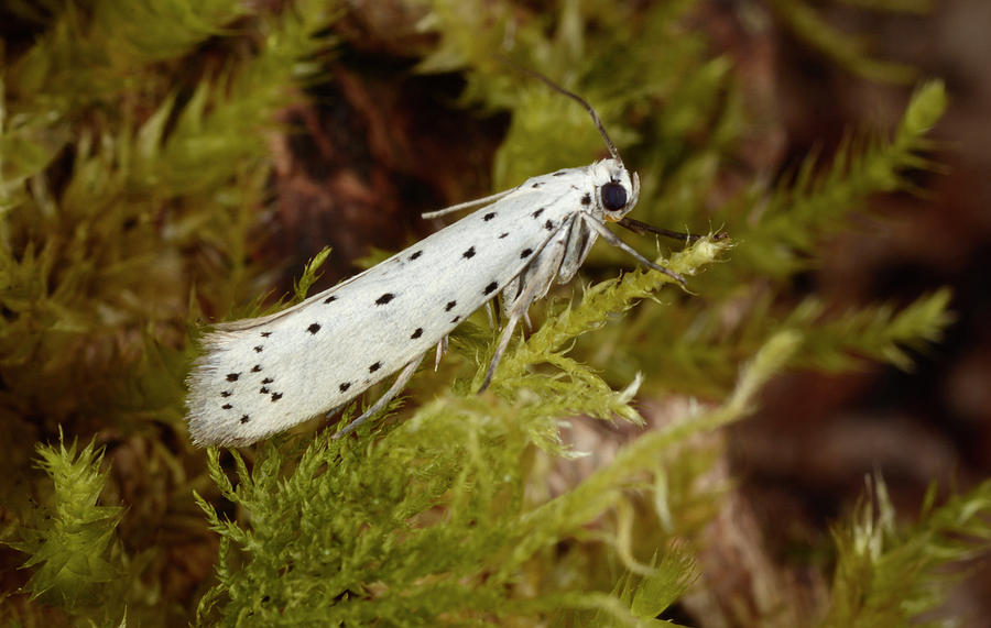 Butterfly Photograph - Apple Ermine Moth by Nigel Downer