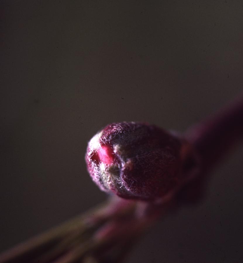 Apple Flower Bud Photograph by Retro Images Archive