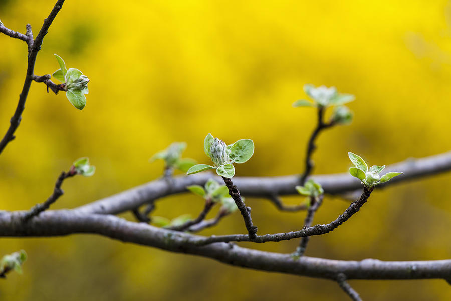 Nature Photograph - Apple Flower Buds Against A Yellow by Laura Berman
