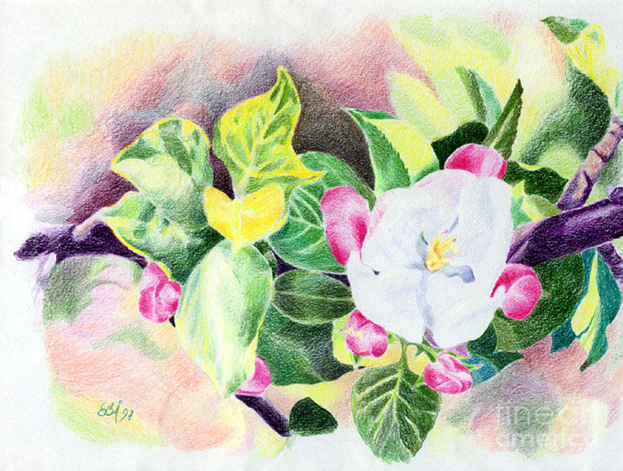 Apple flower Drawing by Elaine Berger