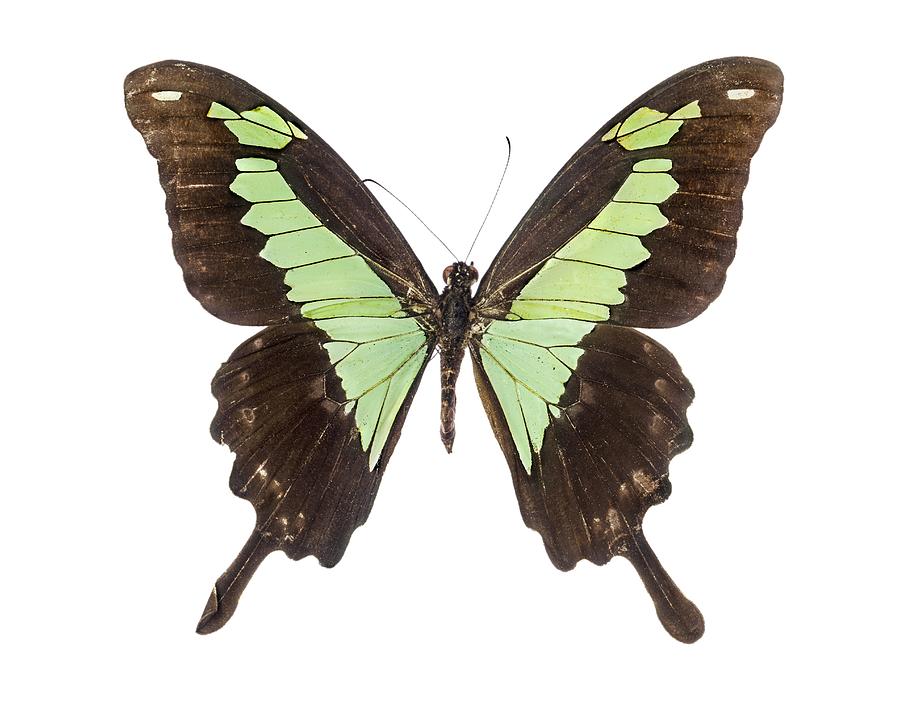 Apple-green swallowtail butterfly Photograph by Science Photo Library