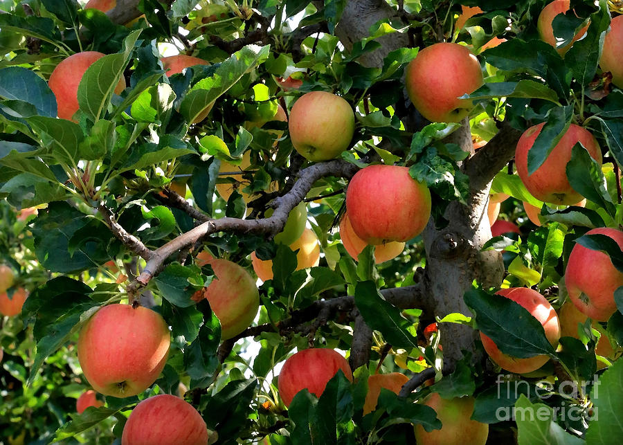 Apple Harvest - Digital Painting Photograph by Carol Groenen