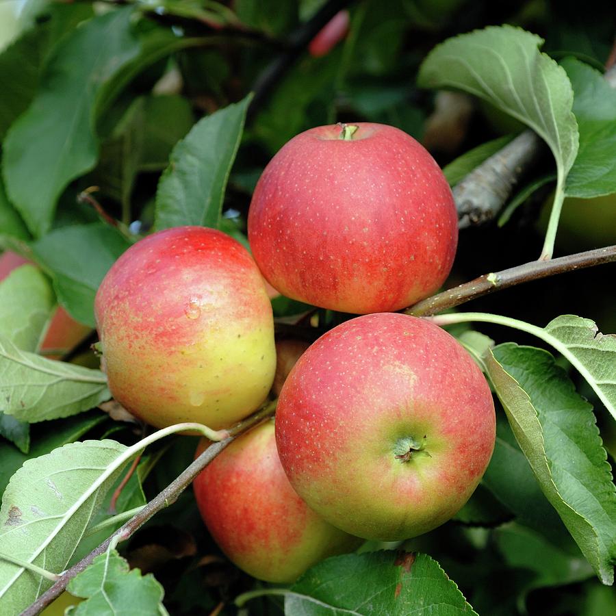 Apple (malus Domestica elstar) Photograph by Bildagentur-online/mcphoto-muller/science Photo Library