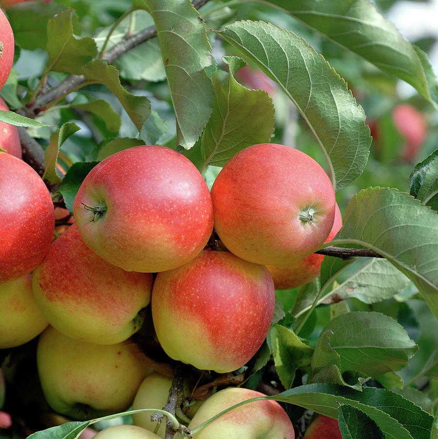 malus apple