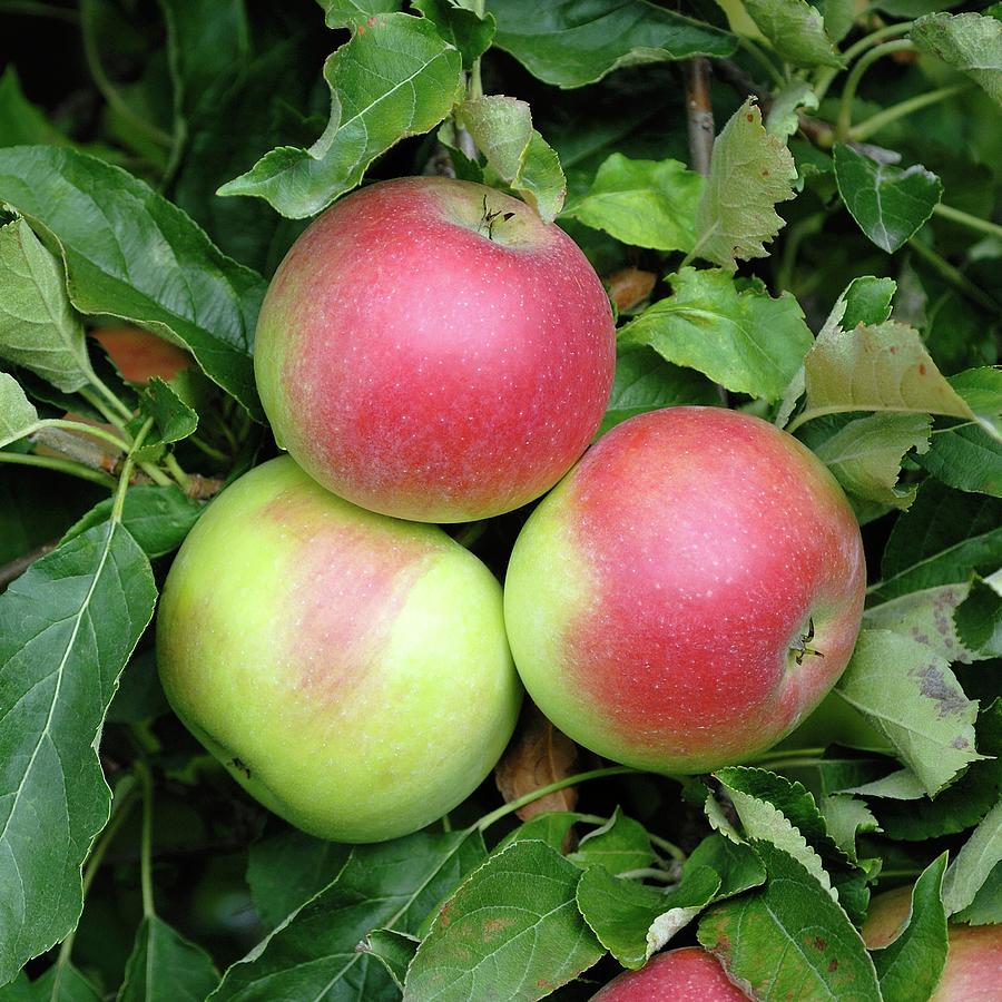 Apple (malus Domestica idared) Photograph by Bildagentur-online/mcphoto-muller/science Photo Library