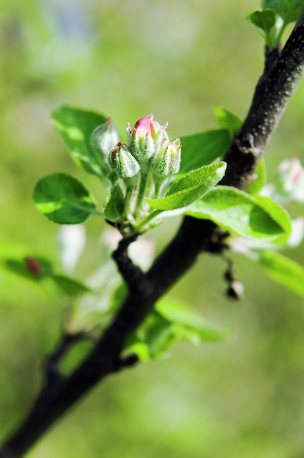 Apple (malus Sp.) Photograph by Gustoimages/science Photo Library