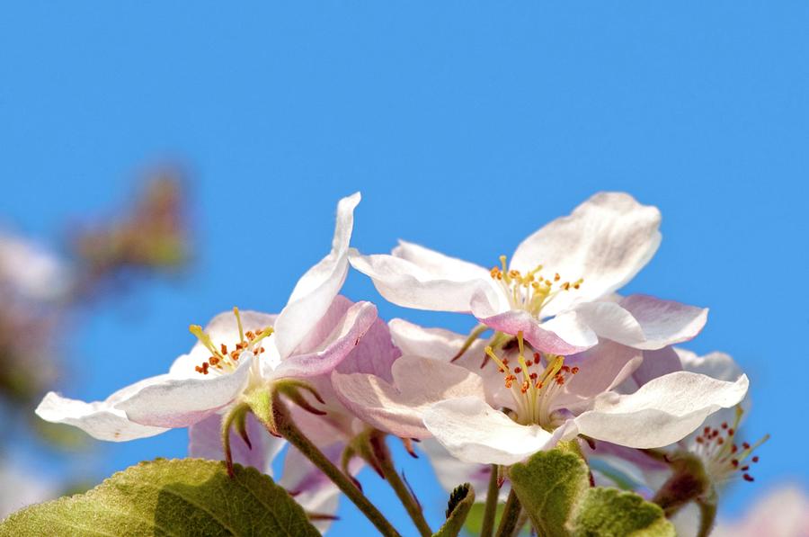 Apple (malus Sylvestris) Blossom Photograph by Dr. John Brackenbury/science Photo Library