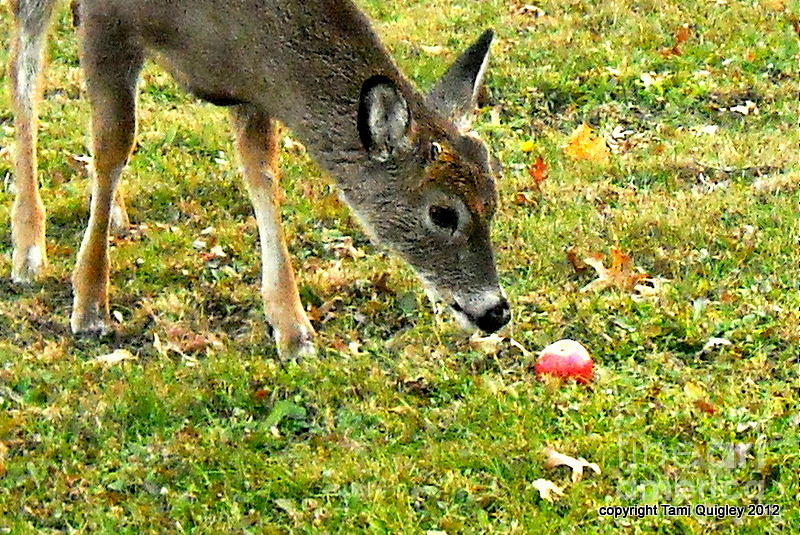 Apple Of Fawns Eye Photograph by Tami Quigley