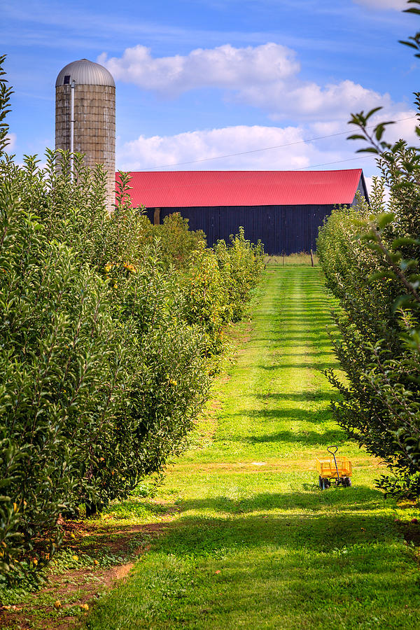 Apple orchard Photograph by Alexey Stiop