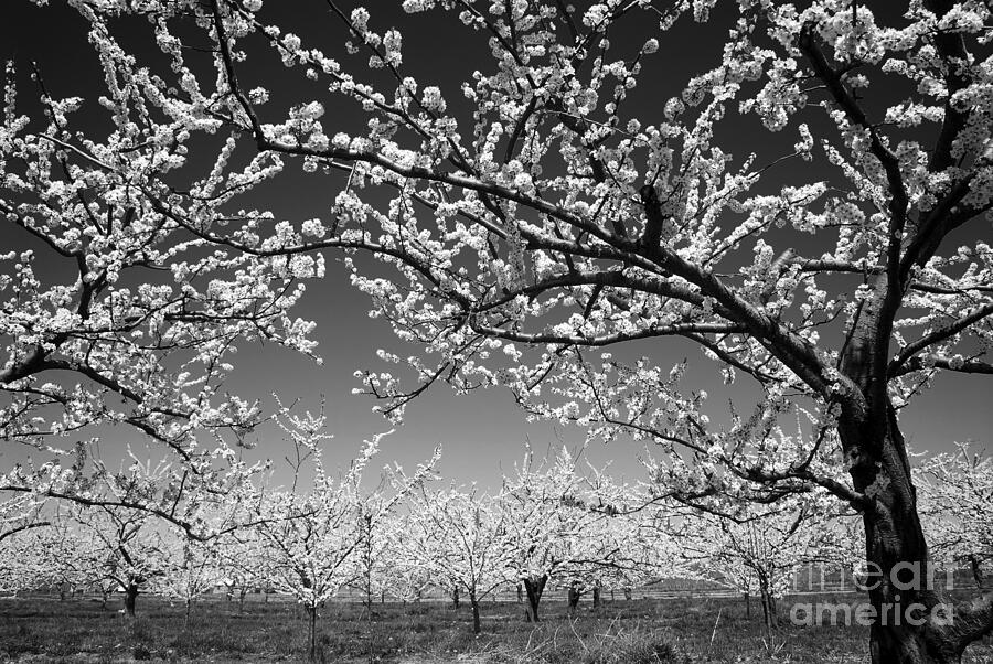 Tree Photograph - Apple orchard by Elena Elisseeva