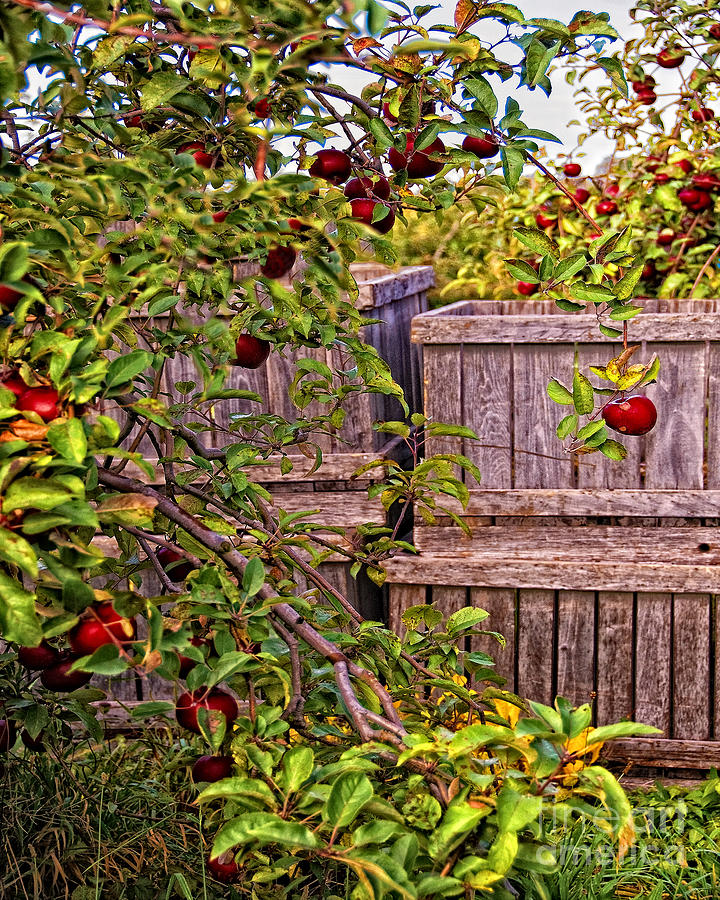 Apple Orchard Harvest Photograph by Timothy Flanigan