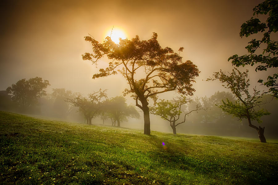 Apple Orchard in Fog  Photograph by Jakub Sisak