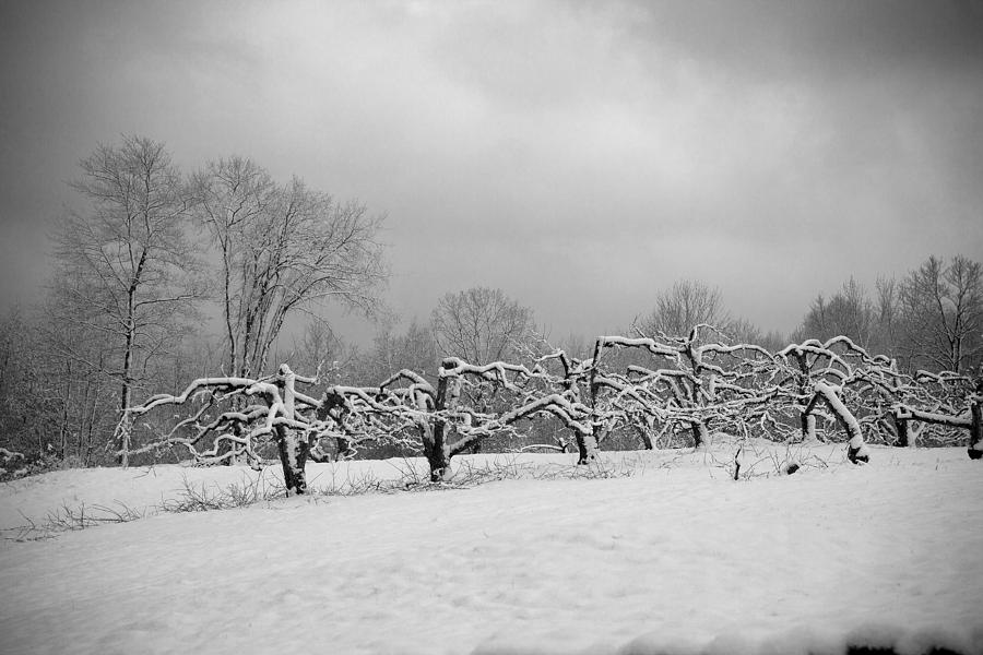 Apple Orchard in Winter Photograph by Michael Bowman - Fine Art America