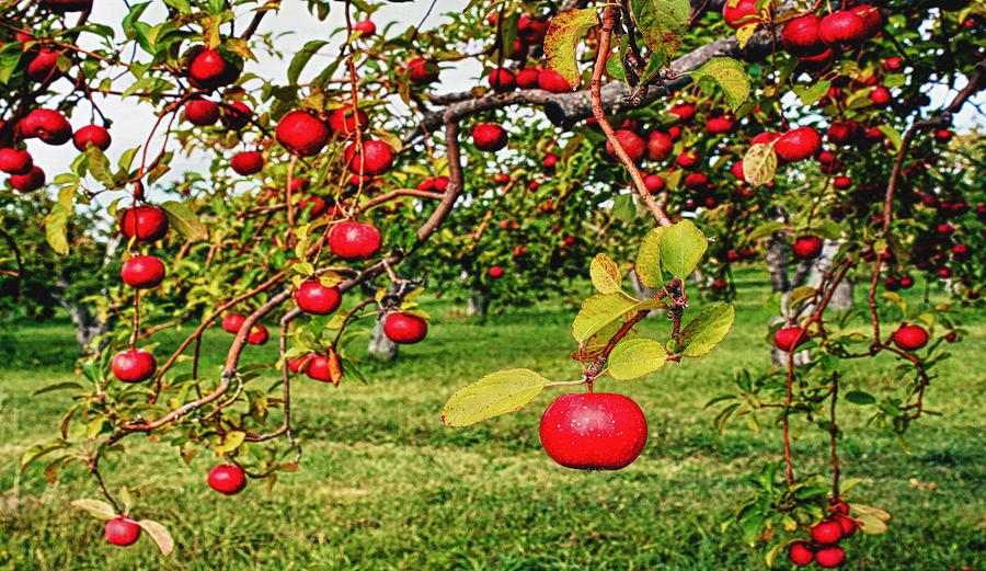 Apple Orchard Photograph by Pat Cook