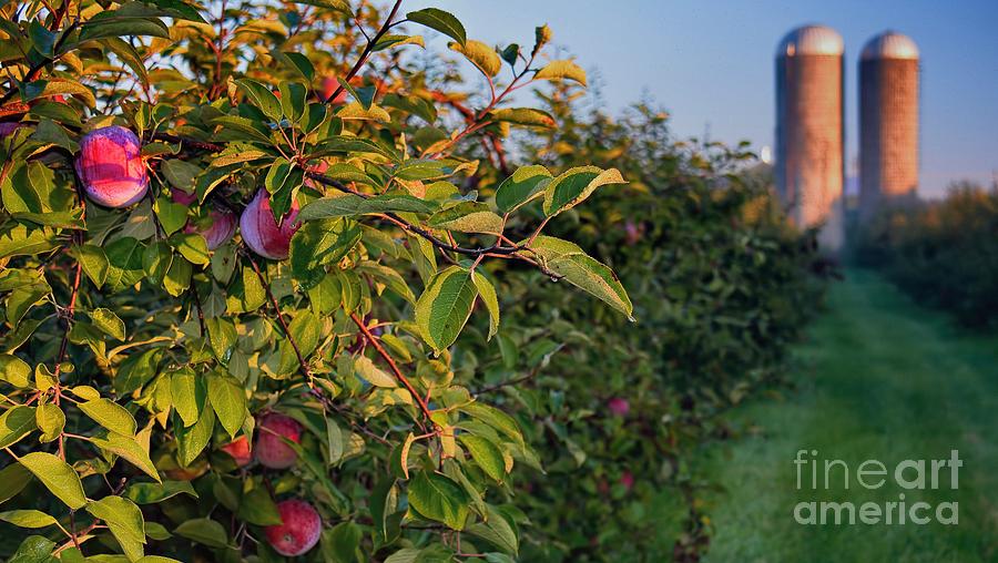 Apple Orchard Sunrise Autumn Photograph by Henry Kowalski