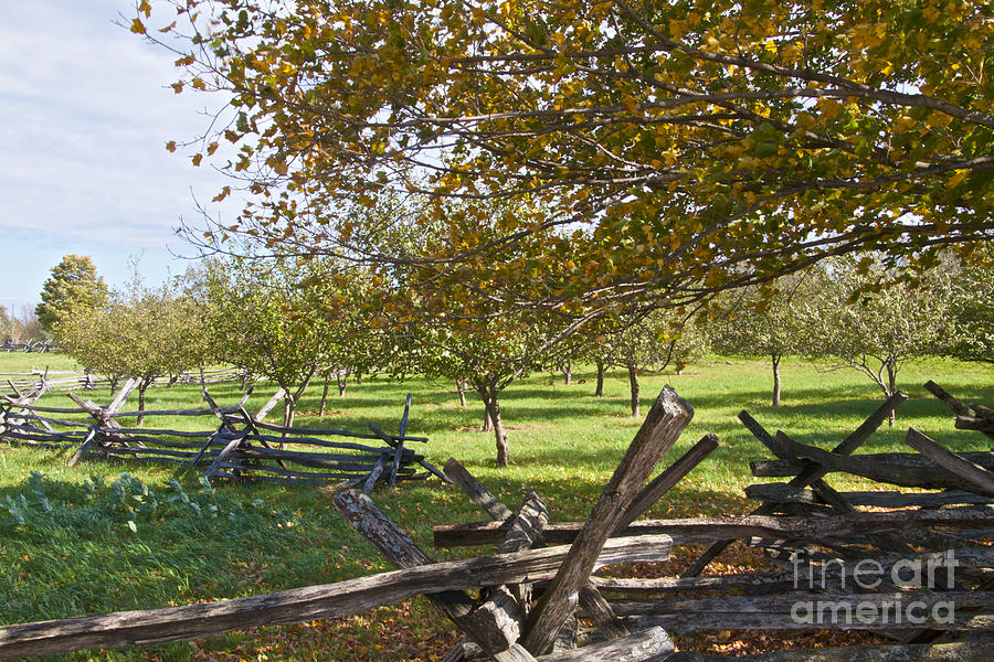 Apple Orchard Photograph by William Norton