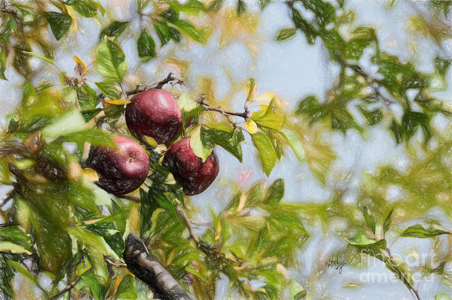 Apple Photograph - Apple Pickin time by Lois Bryan