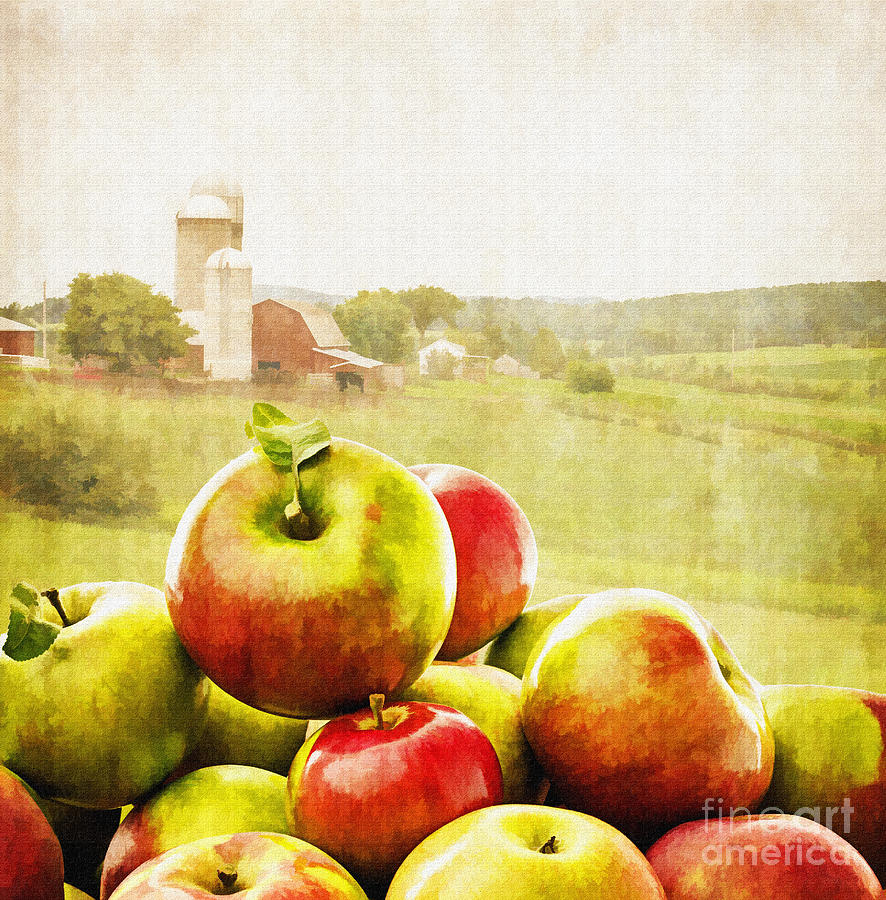 Apple Painting - Apple Picking Time by Edward Fielding