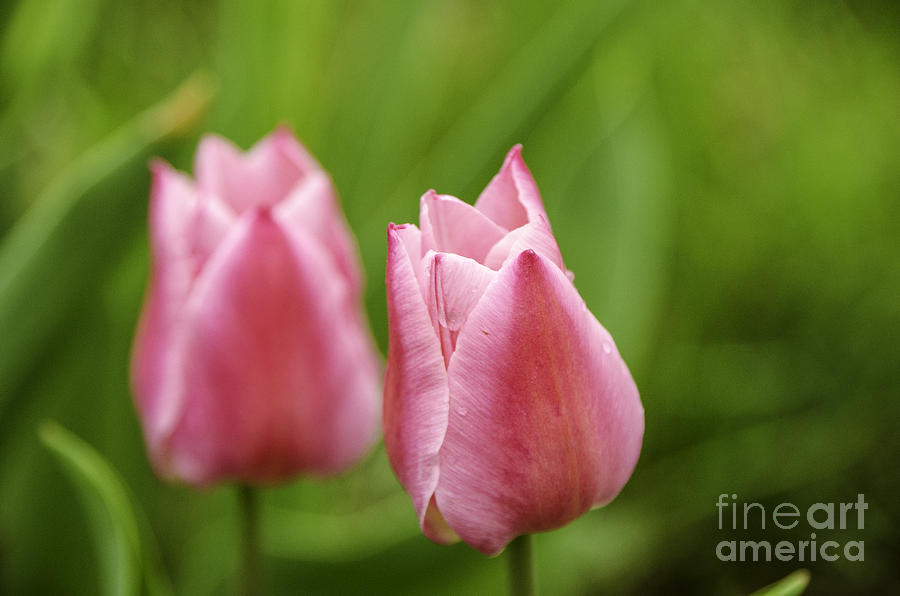 Apple Pink Tulips Photograph by Mary Carol Story