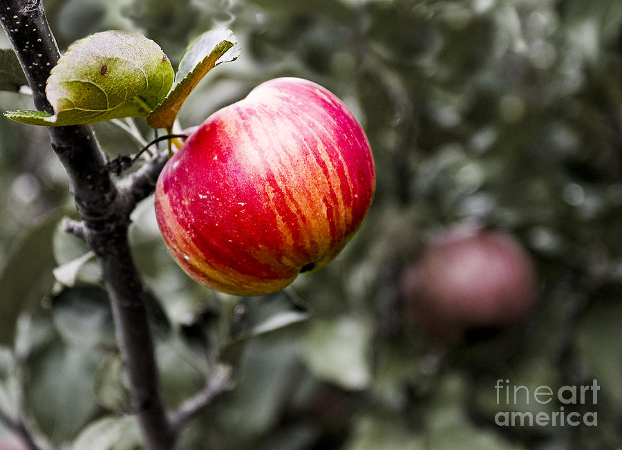 Apple Photograph by Steven Ralser