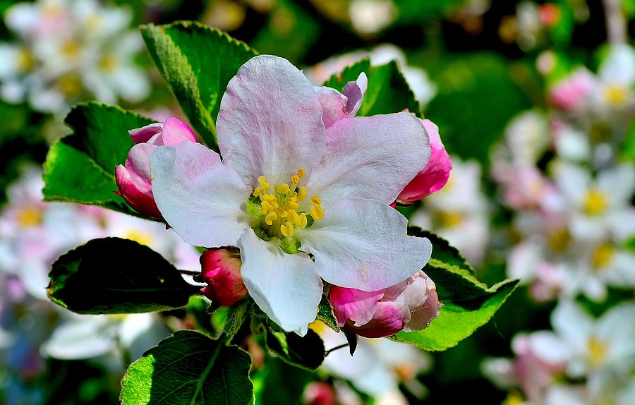 Apple Photograph - Apple tree blooms by Patrick Pestre Apple Photograph - Apple tree blooms by Patrick Pestre