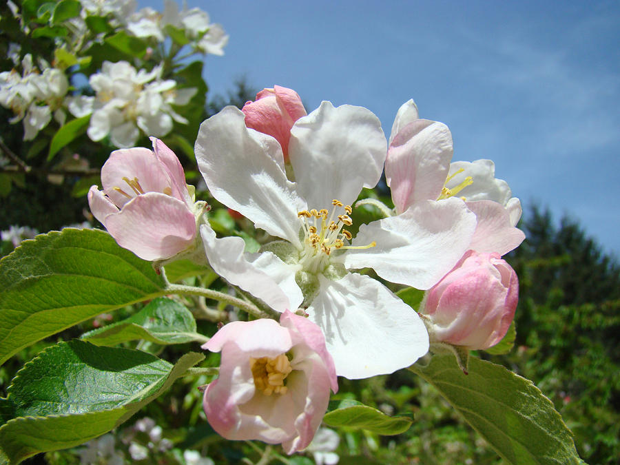 Apple Tree Blossoms Art Prints Spring Floral Photograph