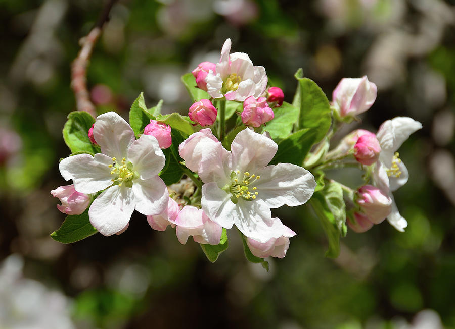 Apple Tree Blossoms Photograph By John Brink