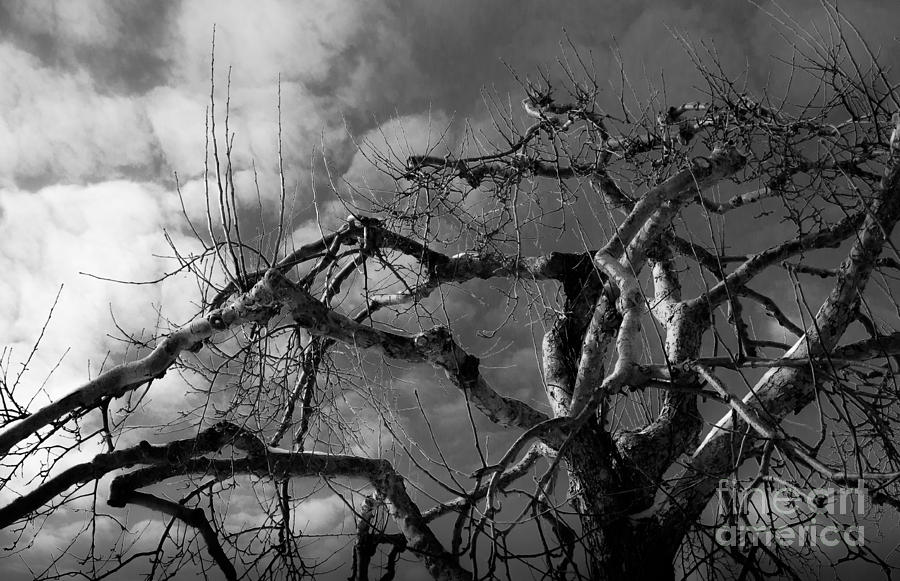 Apple Tree BW Photograph by Michael Arend