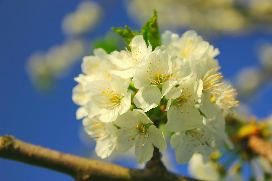 Apple-tree flower Photograph by Jaroslav Frank - Fine Art America