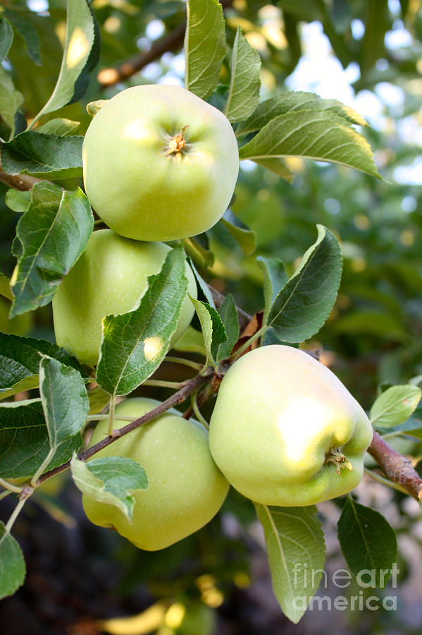 Apple Tree - Golden Delicious Photograph by Carol Groenen