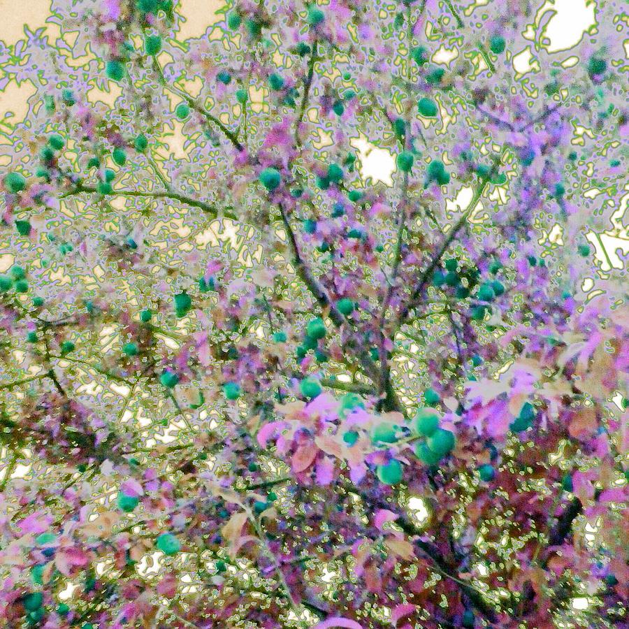 Apple tree/green edit Photograph by Candy Floss Happy