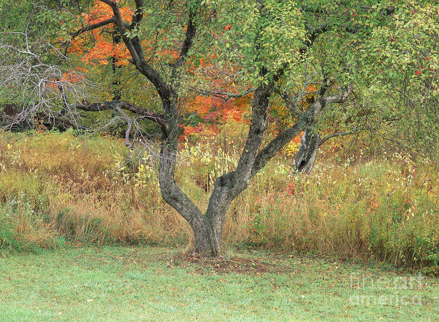 Apple Tree in Autumn Photograph by Michael P Gadomski