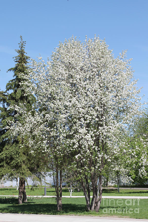 Spring  - Apple tree in bloom by Evgeny Pisarev