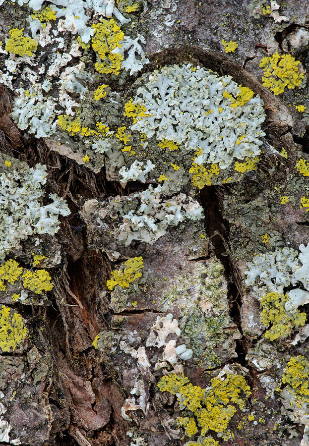 Apple Tree Lichens Photograph by Jim Zablotny