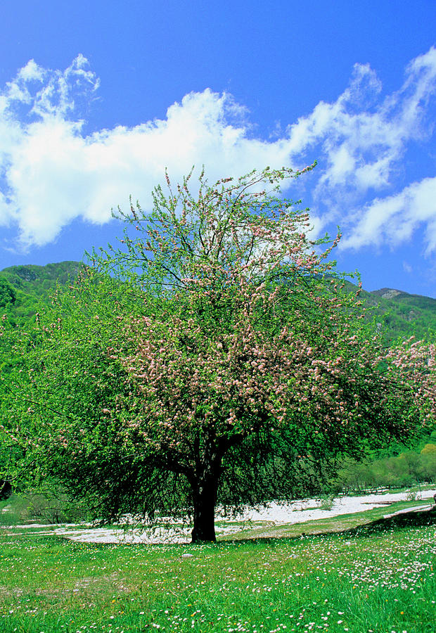 Apple Tree (malus Domestica) Photograph by Bruno Petriglia/science Photo Library