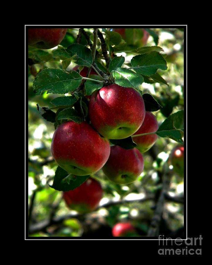 Apple Tree Photograph by Michelle Frizzell-Thompson