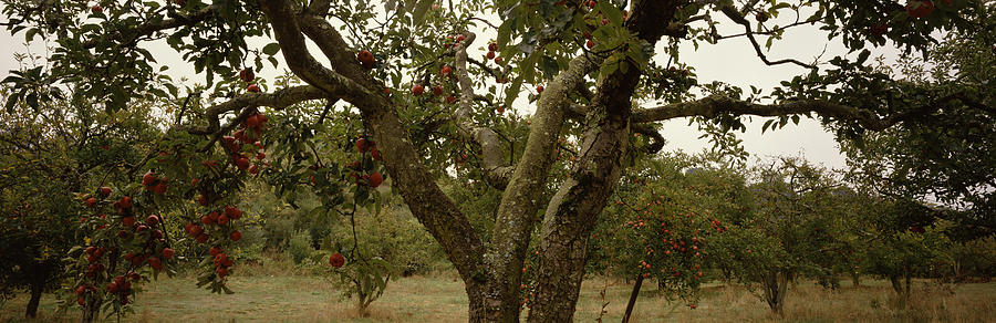 Apple Trees In An Orchard, Sebastopol Photograph by Panoramic Images