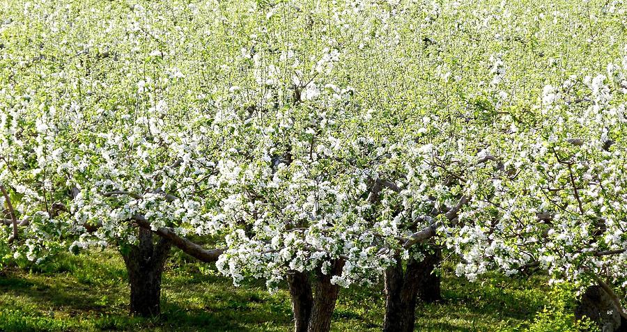 Apple Trees In Bloom Photograph by Will Borden